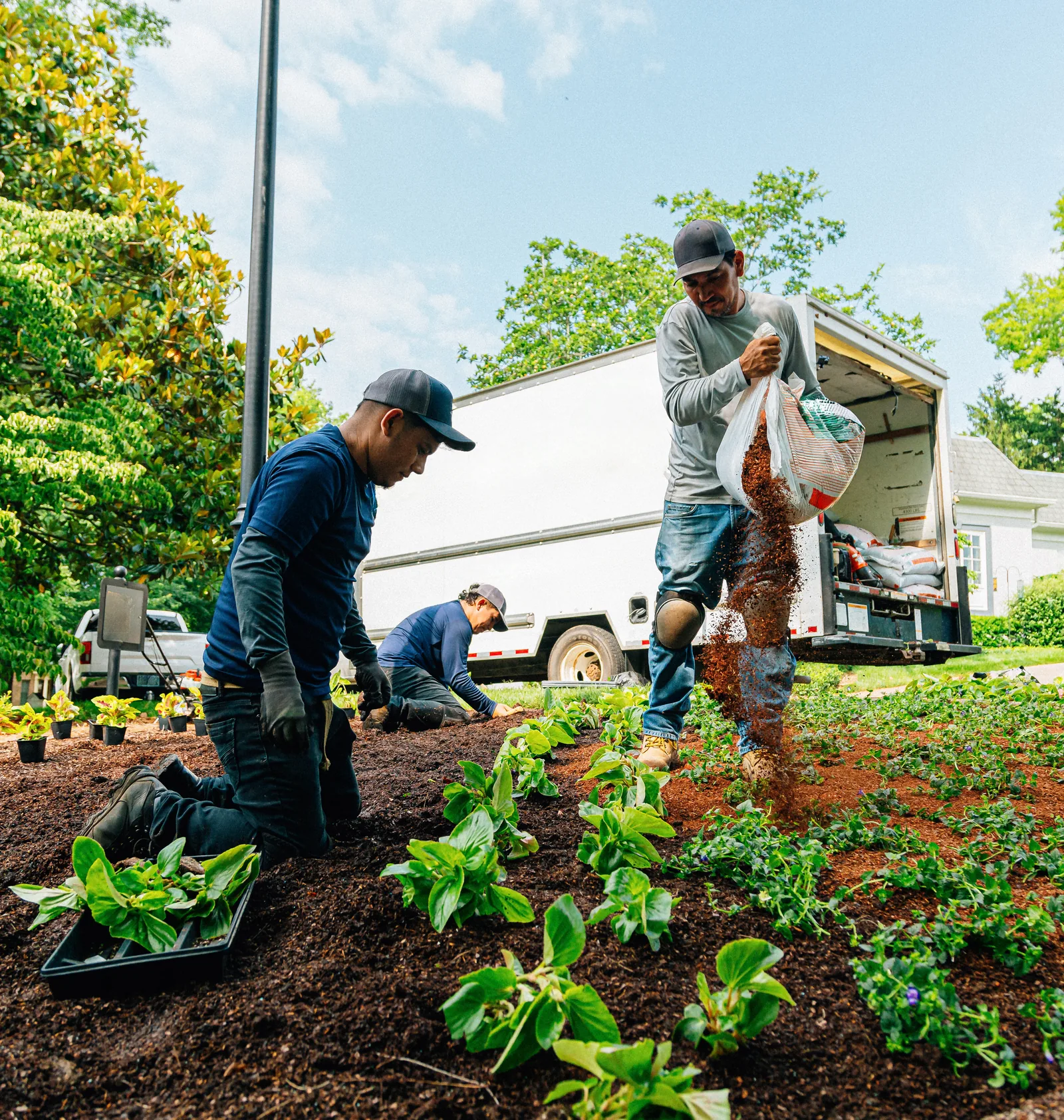 A landscaping crew planting flower beds beside their work truck